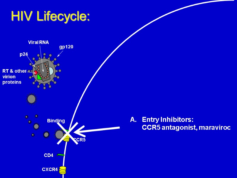 CD4 CXCR4 Binding HIV Lifecycle: Entry Inhibitors:  CCR5 antagonist, maraviroc CCR5